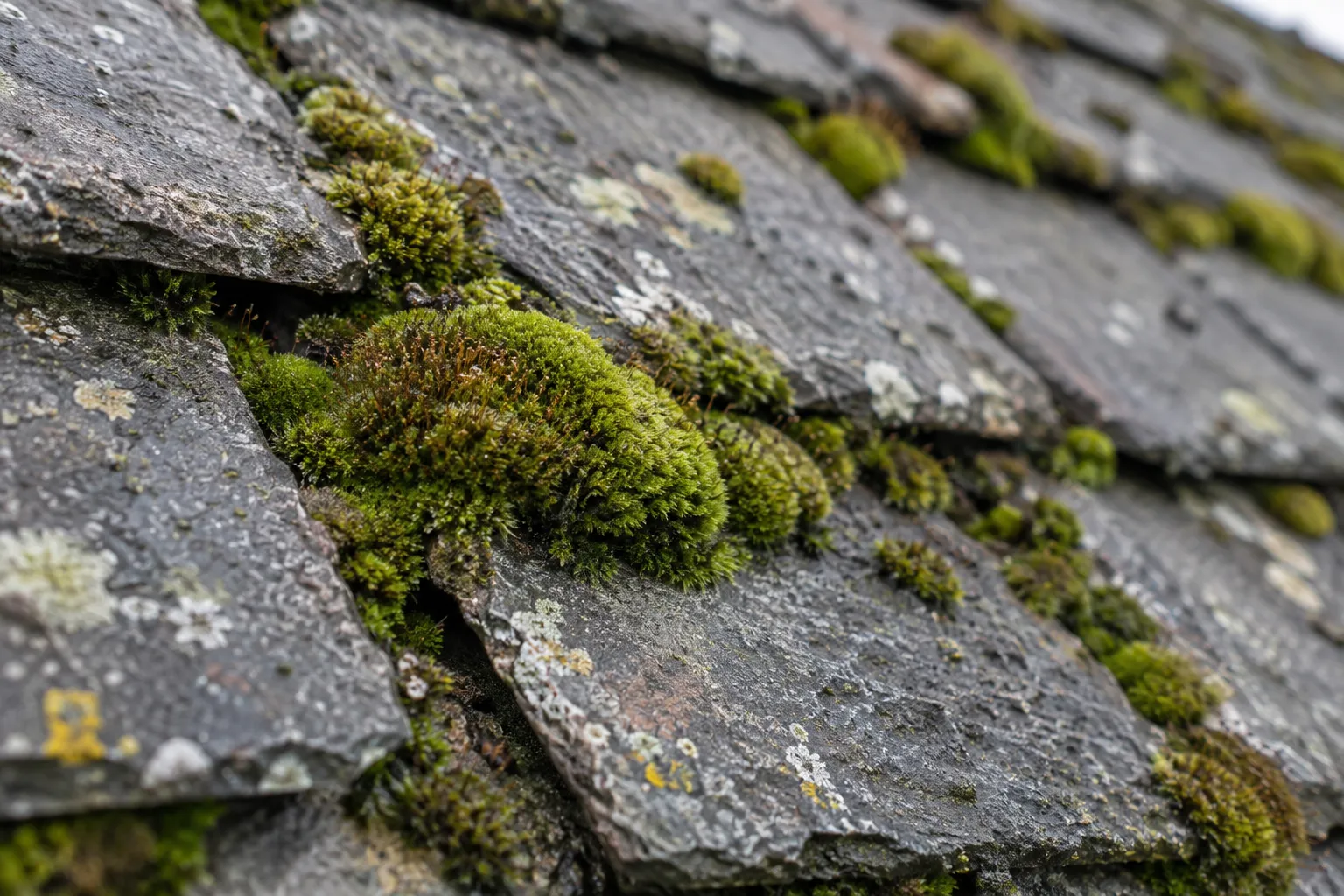 Illustrative close-up of natural moss growing between weathered roof tiles